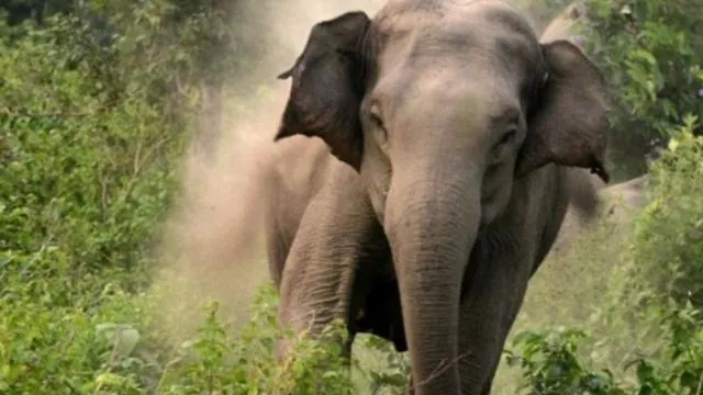 जिल्ह्यात वन्य हत्तींचा उपद्रव वाढला, सहा महिन्यांत दीड कोंटीची भरपाई !