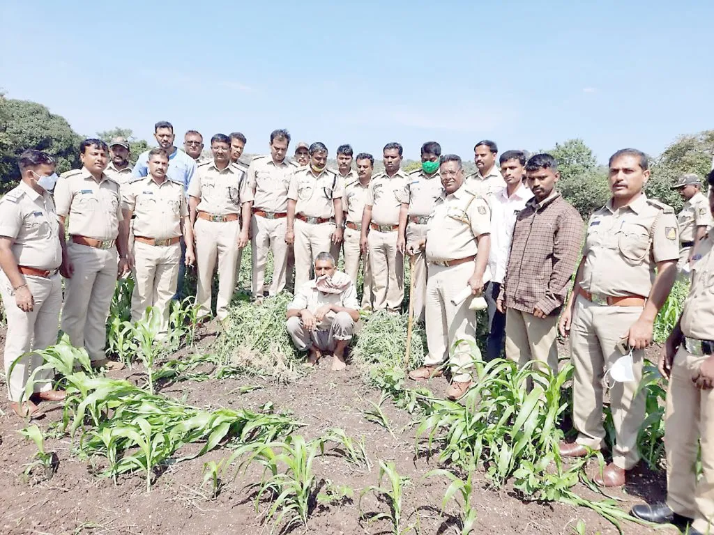 पिकात गांजा पिकविणाऱया शेतकऱयाला अटक