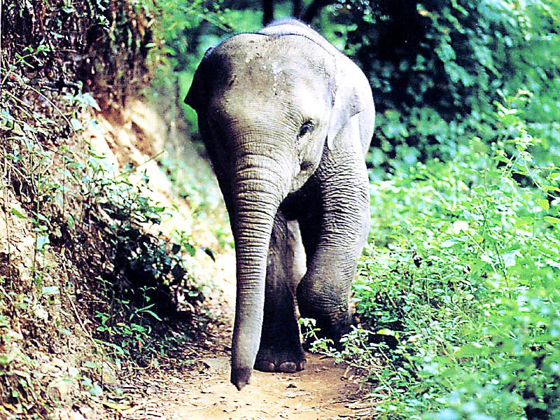 देव आले…देव आले..अन् सारे पीक खाऊन गेले!