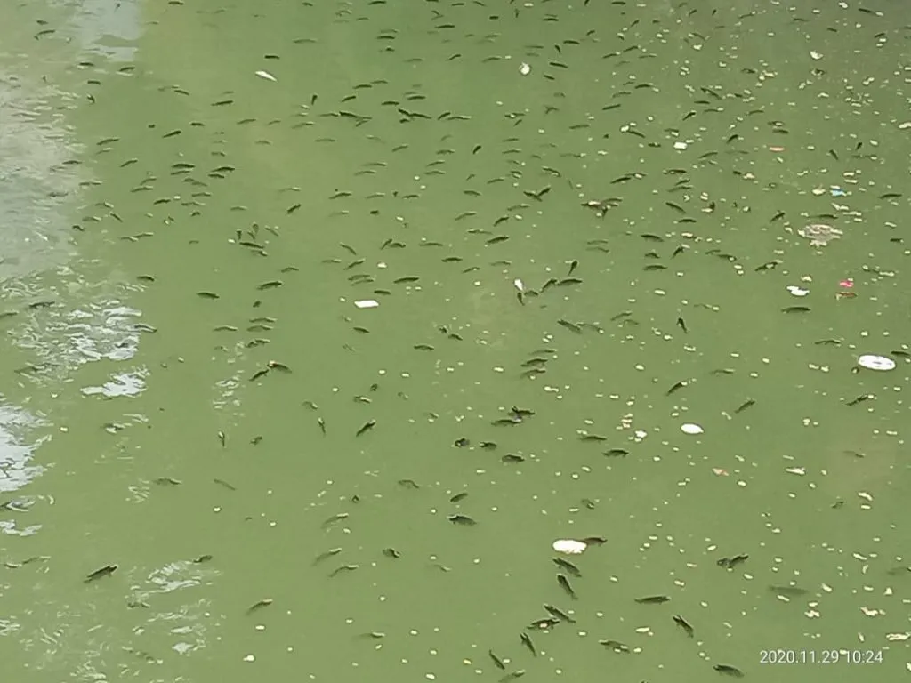 सातारा : मंगळवार तळ्यातल्या माश्यांची ऑक्सिजनविना तडफड