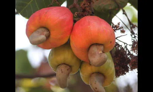 आंबा, काजू, मच्छी निर्यात वृध्दीसाठी ‘ऍक्शन प्लॅन’