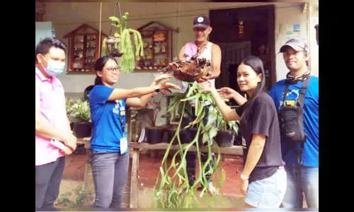 फिलिपाईन्स : रोपांना पसंती