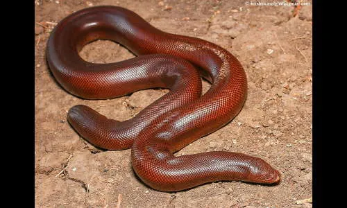 पंधरा लाखाच्या मांडूळ सापाची तस्करी