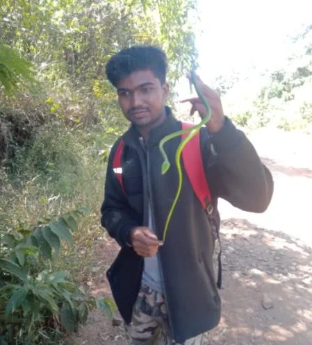 कृष्णा पात्रातील दोन दुर्मिळ हरणटोळ सापास जीवदान