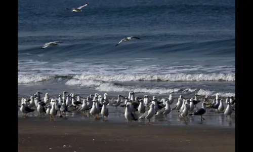 राजापूरच्या पश्चिम किनारपट्टीवर परदेशी पाहुण्यांचे आगमन