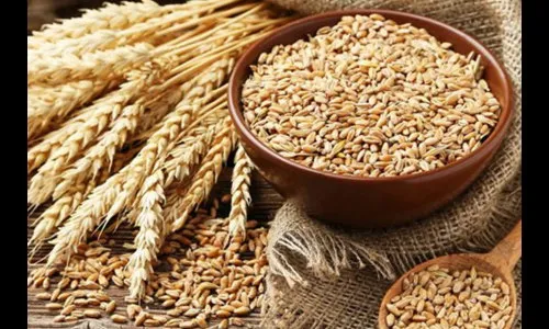 धान्य खरेदी 21 टक्क्यांनी वाढली