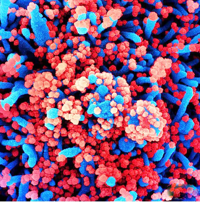 नवा संकरावतार अधिक धोकादायक नाही