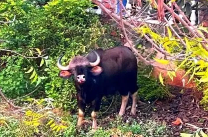 पुणे : कोथरूडमध्ये घुसला रानगवा आणि …