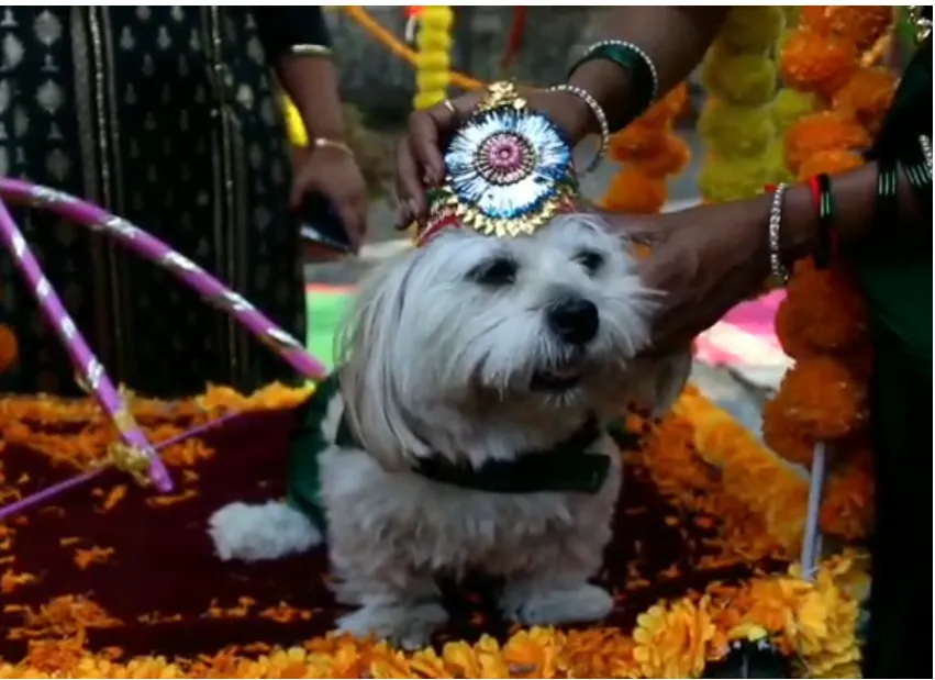 सातारा : लुत्सी श्वानाच्या डोहाळजेवणाचे वाईच्या लेकीने केले सोपस्कार