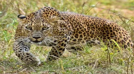 राजापूर तालुका बिबट्यांच्या दहशतीखाली