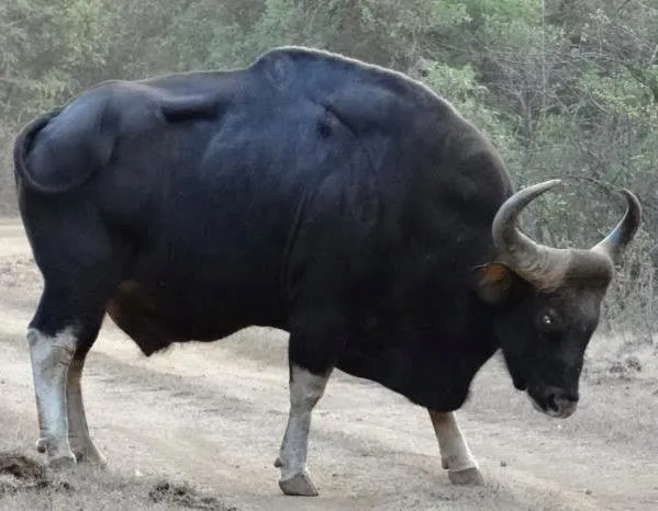 गवे अद्याप शहरानजिकच्या गावातच..!