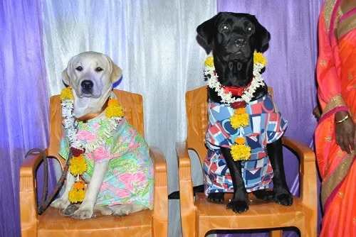 सांगलीत श्वानाचे शुभमंगल…..