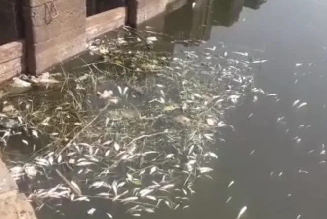 पंचगंगा नदीपात्रात मृत माशांचा खच