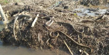 पाण्याच्या टीतून निघाले सहा साप, शेतकऱ्याची भंबेरी