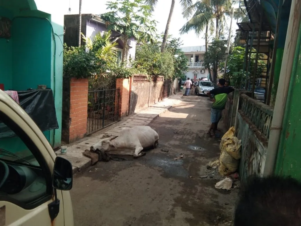 हेडलॅण्ड सडय़ावर भटक्या गुरांचा संशयास्पदरीत्या मृत्यू, एकाला वाचवण्यासाठी लोकांची धावपळ