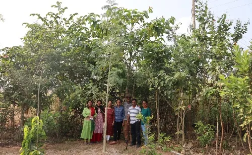 शिराळा नगरपंचायतीने उभारले दोन मियावकी जंगल प्रकल्प