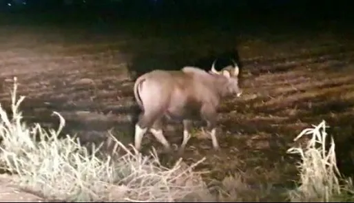 इचलकरंजीच्या दौऱ्यावर दोन गवे