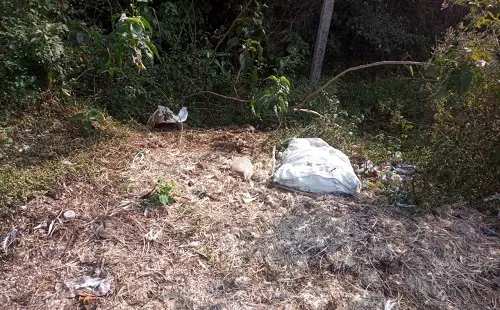 कोल्हापूर : राशिवडे-चांदे रस्त्यावर शंभरहून अधिक मृत कोंबड्या