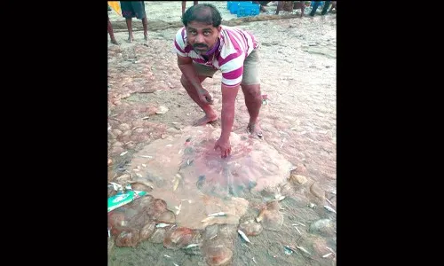 रापणीला महाकाय जेलिफिश