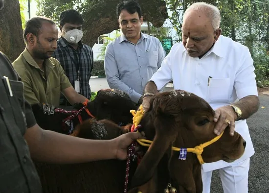 पशु कत्तल बंदी अध्यादेशास उच्च न्यायालयात आव्हान