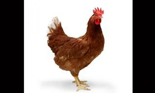 जिल्हय़ात बर्ड फ्लूचा प्रादुर्भाव रोखा