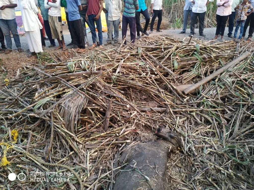 रोझावाडी येथे उसाचा ट्रॅक्टर उलटला, दोन जनावरे दगावली