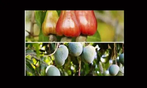 आंबा, काजू बागायतदार अवकाळी पावसामुळे संकटात