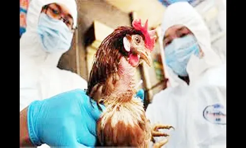 बर्ड फ्लूचे संकट