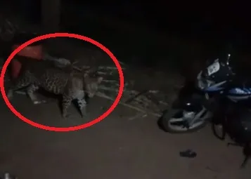 विट्यात बिबट्याच्या वायरल व्हिडिओमुळे खळबळ; अफवांवर विश्वास ठेवू नका – वनक्षेत्रपाल कांबळे