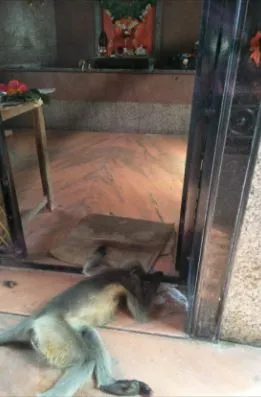 बजरंगबलीला दंडवत घालत वानराने घेतला अखेरचा श्वास