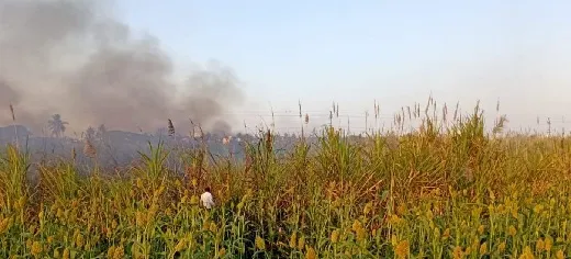 मिरजेत तीन एकर ऊस जळून खाक