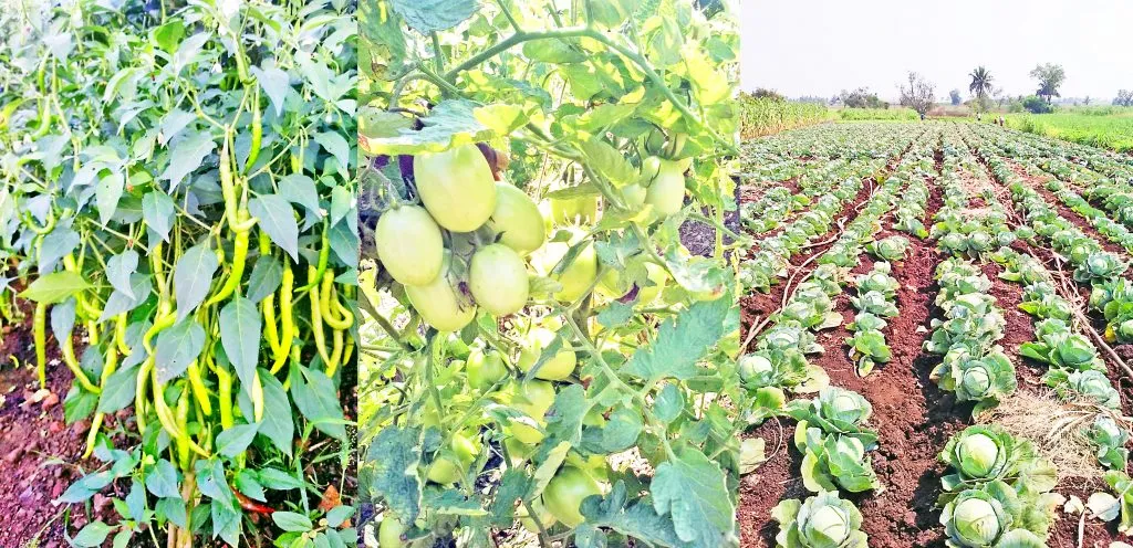 नियोजनाला कष्टाची जोड, दर्जेदार पिकांची लाभली साथ