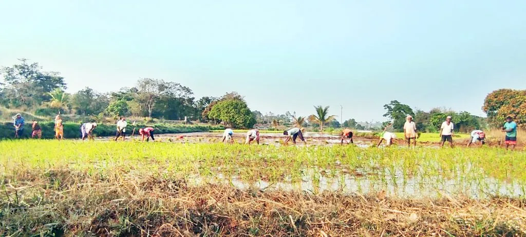 अतिवाडमध्ये उन्हाळय़ात भातरोप लागवड