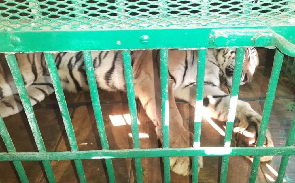 हैदराबादच्या पट्टेरी वाघाचा कोल्हापुरात 6 तास मुक्काम