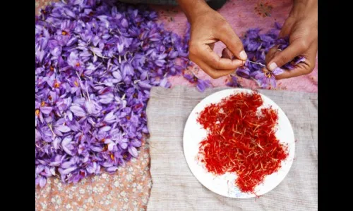 काश्मिरात ‘सॅफ्रॉन’ फुलले