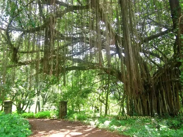 व्हॅक्सिन डेपो येथे वृक्षतोड होऊ देणार नाही