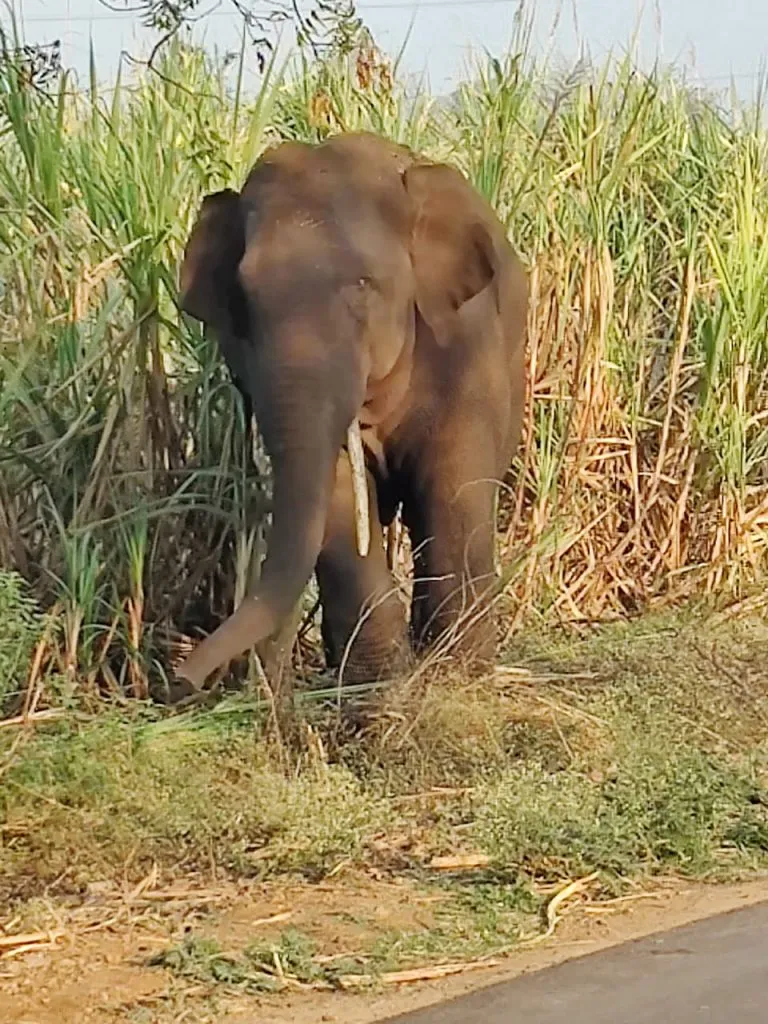 सेनापती कापशी परिसरात टस्करचा धुमाकूळ