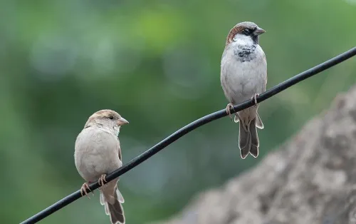 जागतिक चिमणी दिन; मनुष्यामुळेच हरवतोय चिवचिवाट