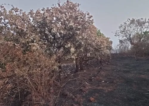 रत्नागिरी : माभळेत वणव्यामुळे ५ एकर क्षेत्रातील काजू,आंबा कलमांचे मोठे नुकसान
