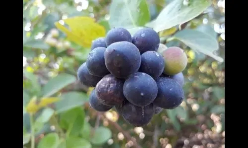 रानमेवा बाजारपेठेत दाखल