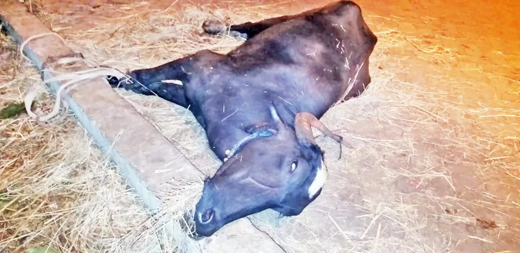 ‘त्या’ दगावलेल्या जनावरांना गंभीर आजार