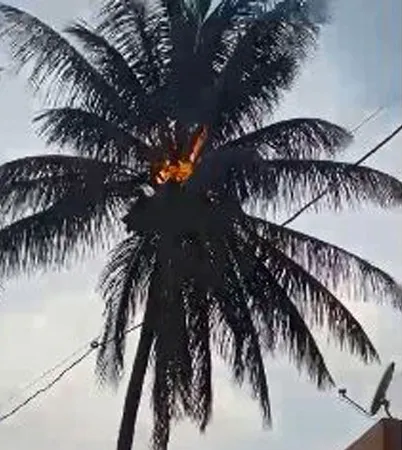 सातारा : भुईंजमध्ये नारळाच्या झाडावर पडली वीज
