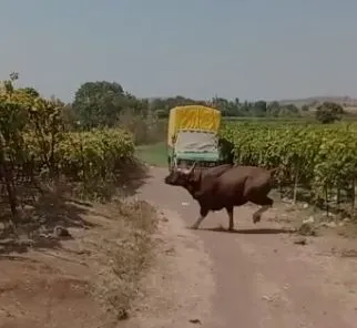 सांगली : मणेराजूरीत गवा रेडयांचा धुमाकूळ