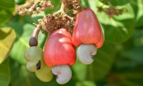 Cashew far from the expected price