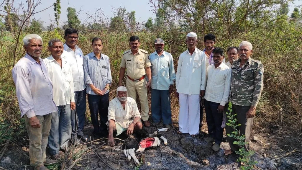 शिराळा तालुक्यातील कणदूर येथे बिबट्याच्या हल्ल्यात वासरू ठार