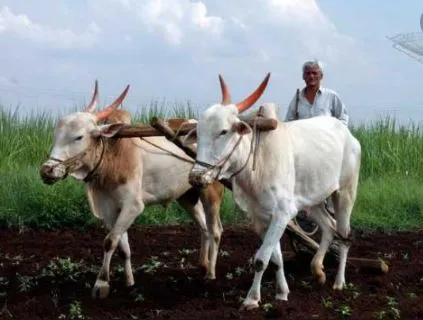 पीककर्ज वाटपात कोल्हापूर राज्यात अव्वल