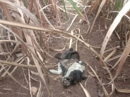 सातारा : भरतगाववाडीत वन्य श्वापदाच्या हल्ल्यात कुत्रा ठार,ग्रामस्थात भीतीचे वातावरण