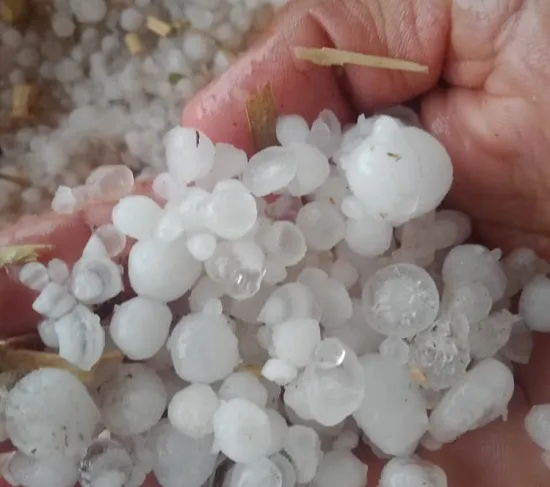 मिरज शहरासह तालुक्याला वळीवाच्या पावसाने झोडपले, पूर्व भागात गारांचा पाऊस