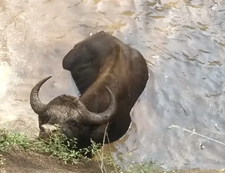 कोल्हापूर : सिरसंगी येथे गवा विहिरीत पडला