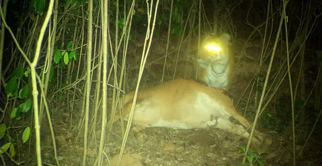 सहय़ाद्रि व्याघ्र प्रकल्पात पट्टेरी वाघाचे दर्शन